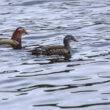 Couple de Canards mandarins